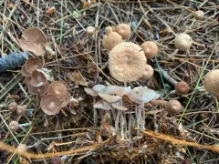 Collybiopsis biformis thumbnail 2