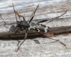 Neoclytus muricatulus thumbnail 2