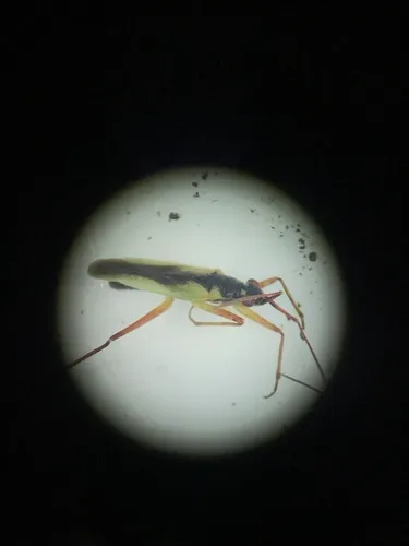 Teratocoris paludum