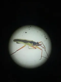 Teratocoris paludum thumbnail 1