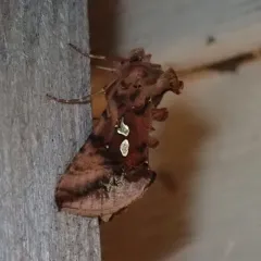 Two-spotted Looper Moth thumbnail 3