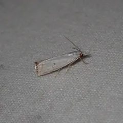 Small White Grass-veneer thumbnail 4