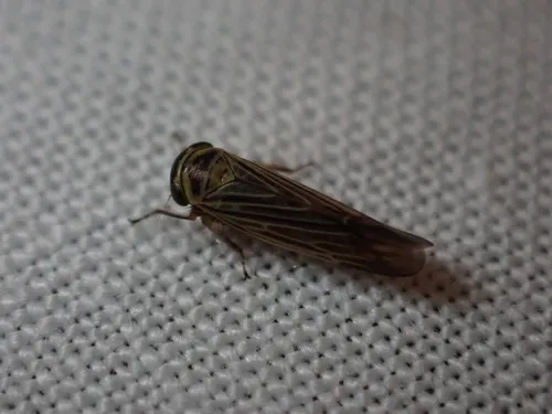 Limotettix nigrax