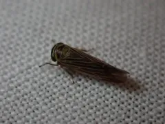 Limotettix nigrax thumbnail 1