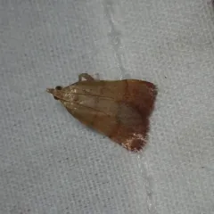Drab Condylolomia Moth thumbnail 3