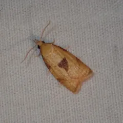 White-tailed Fruitworm thumbnail 2