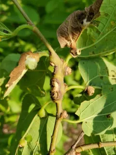 Hackberry Popout Gall Midge thumbnail 2