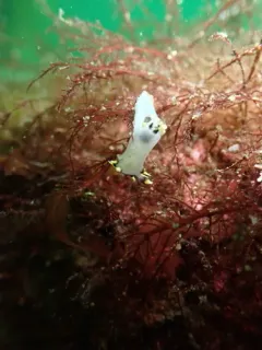 Three-color Polycera thumbnail 2
