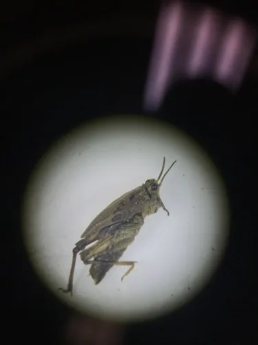 Nomotettix parvus