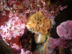 Lattice-Work Bryozoan thumbnail 1