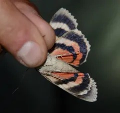 Meske's Underwing Moth thumbnail 3