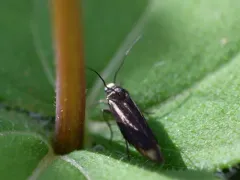 Scythris basilaris thumbnail 4