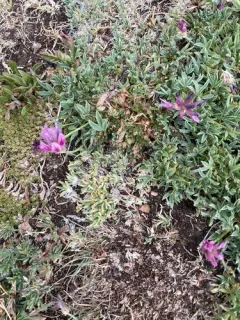 whiproot clover thumbnail 4