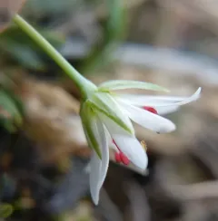 Longstalk starwort thumbnail 1