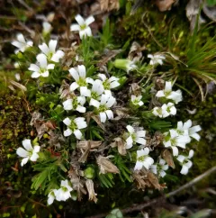 Mountain Stitchwort thumbnail 1