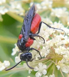 Poison Ivy Sawfly thumbnail 2