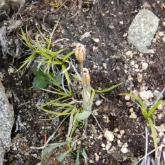 Arctic Catchfly thumbnail 2