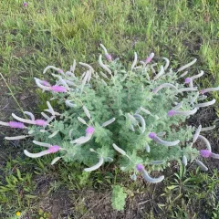 Silky Prairie Clover thumbnail 2