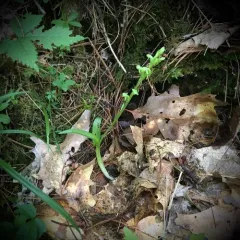 north wind bog orchid thumbnail 4