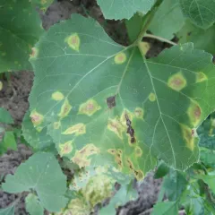Puccinia xanthii thumbnail 4