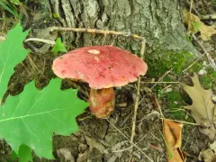 Boletus rubroflammeus thumbnail 3