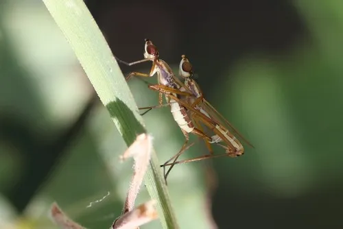 Micropeza lineata