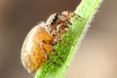 Attinella concolor thumbnail 2