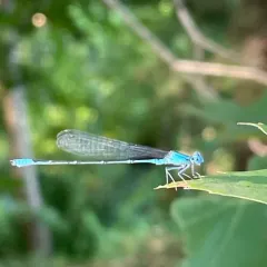 Slender Bluet thumbnail 2