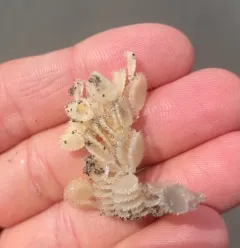 Channeled Basket Snail thumbnail 2