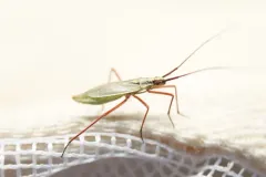 Litomiris curtus thumbnail 3