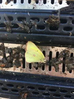 Giant Sulphur thumbnail 3