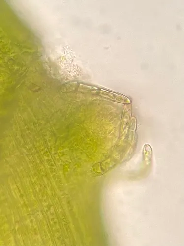 Isopterygium Moss