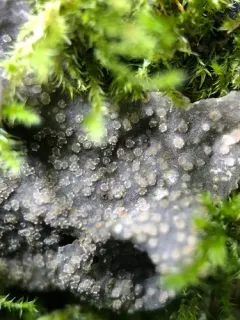 Corticifraga fuckelii thumbnail 2