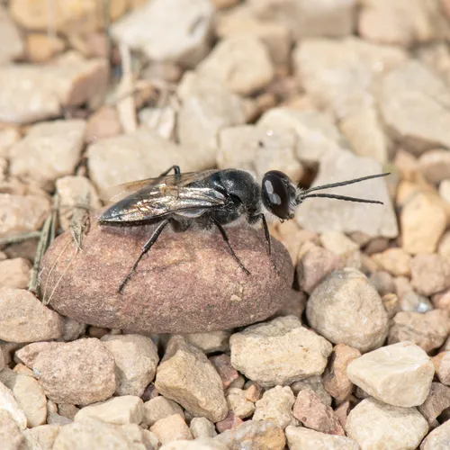 Astata unicolor
