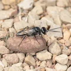 Astata unicolor thumbnail 1