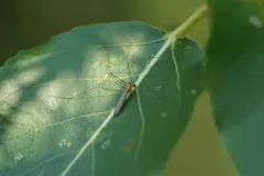 Antocha monticola thumbnail 4