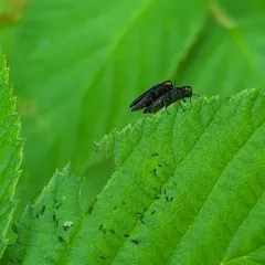 Red-necked Cane Borer thumbnail 3