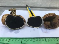 Potato Earthball thumbnail 3