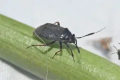 black plant bug thumbnail 1