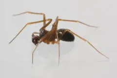 Diplostyla concolor thumbnail 3