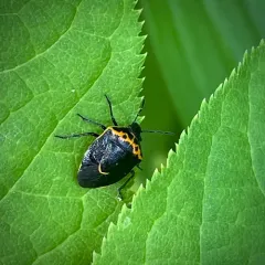 Hedge Nettle Stink Bug thumbnail 3