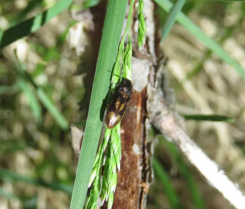 Liotrichus umbripennis