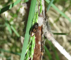 Liotrichus umbripennis thumbnail 1