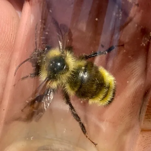 Yellowish Cuckoo Bumble bee