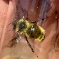 Yellowish Cuckoo Bumble bee thumbnail 1