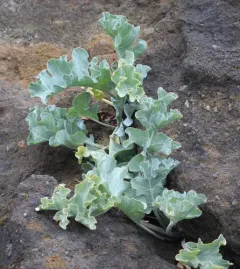 sea kale thumbnail 2