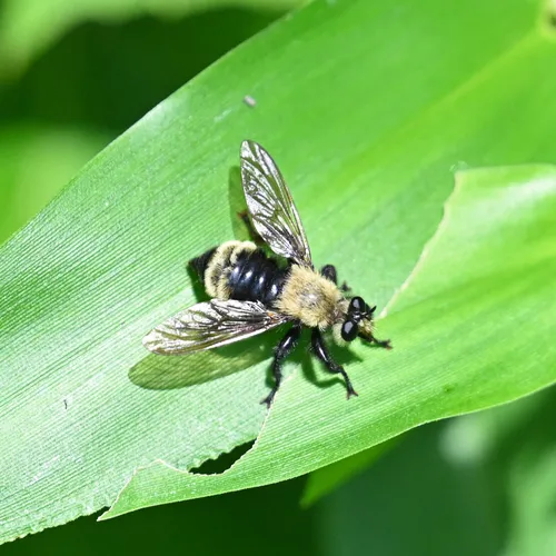Boreal Laphria