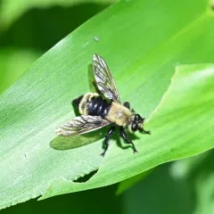 Boreal Laphria thumbnail 1