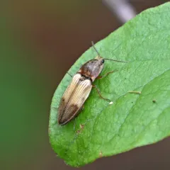 Stropenron hamata thumbnail 3