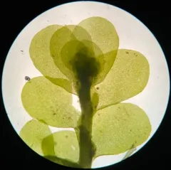 Pinnate Scalewort thumbnail 4
